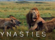 BBC Earth – Lev napaden smečkou hyen