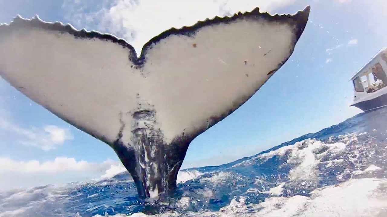 DDI: Velryba se pokusí dát facku potápěči