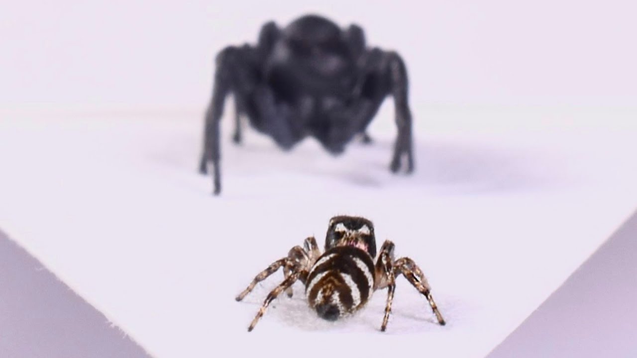 Denní dávka internetu: Pavouk s arachnofobií