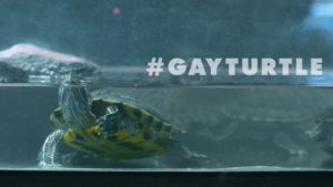 Koupili byste si gay želvu?