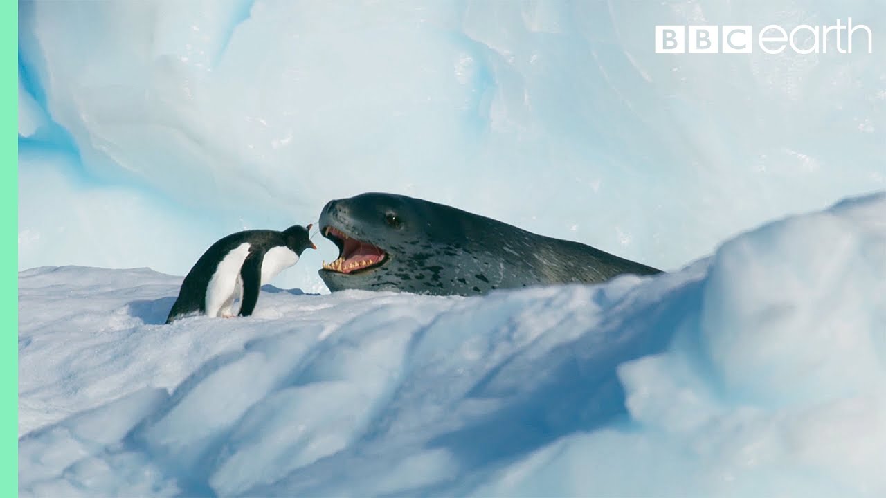Leopardí tuleň vs. tučňák