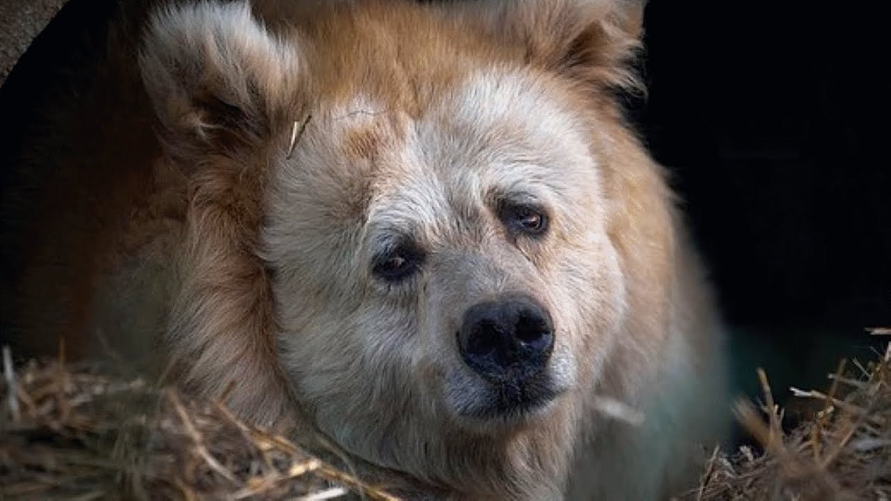 Medvědice ochutnala svobodu po 20 letech