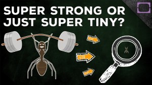 Proč je mravenec tak silný?