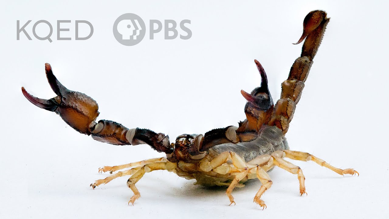 Škorpióni a jejich citlivá stránka