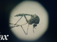 Vysvětlení virusu zika