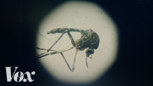 Vysvětlení virusu zika